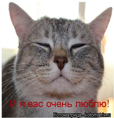 Котоматрица: И я вас очень люблю!