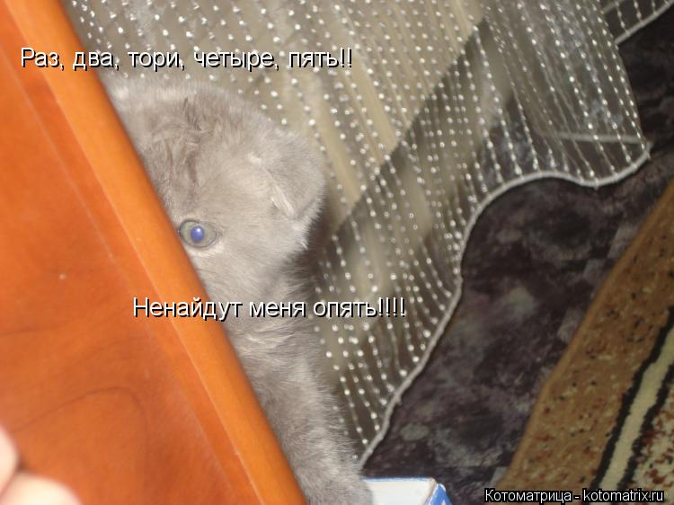 Котоматрица: Раз, два, тори, четыре, пять!! Ненайдут меня опять!!!!