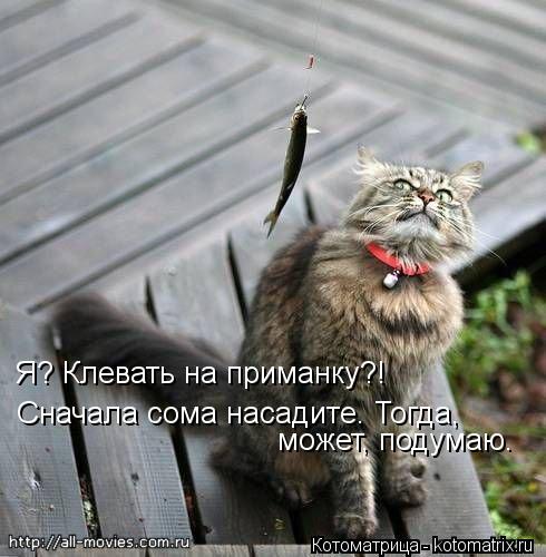 Котоматрица: Я? Клевать на приманку?! Сначала сома насадите. Тогда,  может, подумаю.