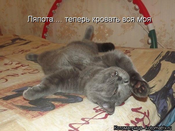 Котоматрица: Ляпота.... теперь кровать вся моя