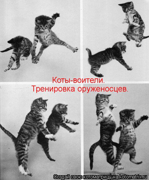 Котоматрица: Коты-воители. Тренировка оруженосцев.