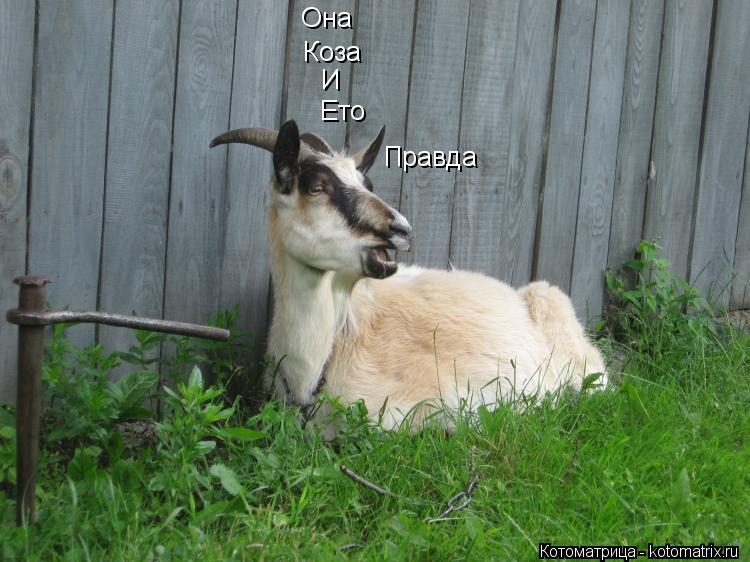 Котоматрица: Она Коза  И Ето  Правда