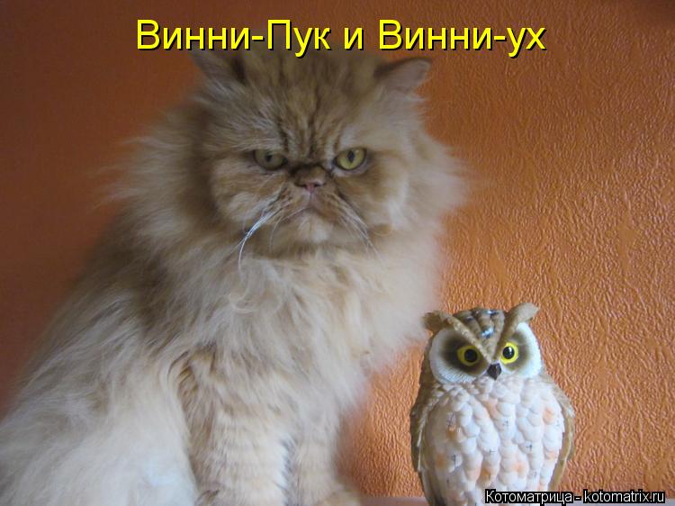 Котоматрица: Винни-Пук и Винни-ух