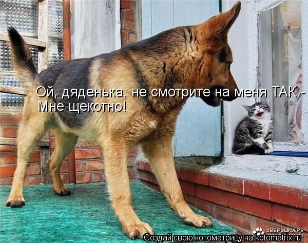 Котоматрица: Ой, дяденька, не смотрите на меня ТАК - Мне щекотно!
