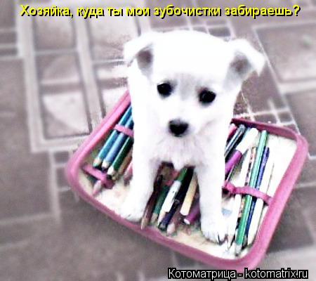 Котоматрица: Хозяйка, куда ты мои зубочистки забираешь?