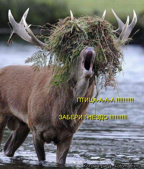 Котоматрица: ПТИЦА-А-А-А !!!!!!!!!! ЗАБЕРИ ГНЕЗДО !!!!!!!!!!