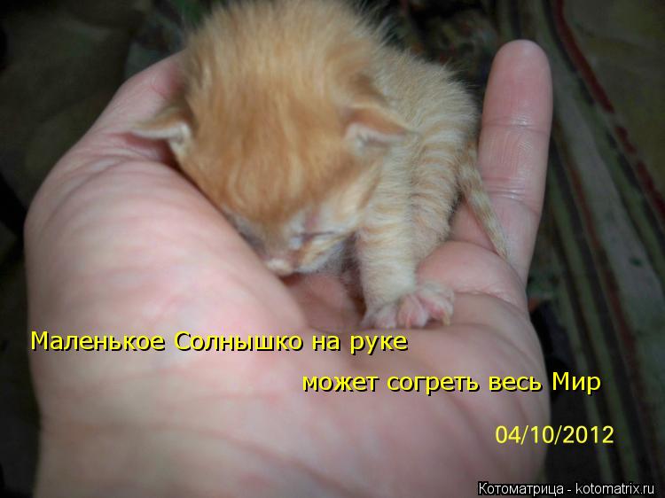 Котоматрица: Маленькое Солнышко на руке  может согреть весь Мир