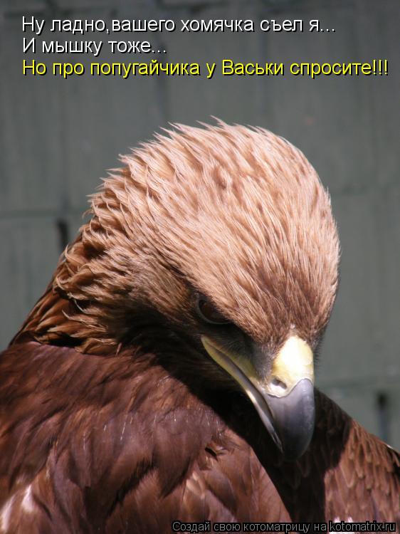 Ну ладно,вашего хомячка съел я... И мышку тоже... Но про попугайчика у Васьки спросите!!!... Котоматрица: Ну ладно,вашего хомячка съел я... И мышку тоже... Но про попугайчика у Васьки спросите!!!