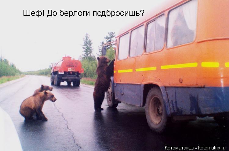 Котоматрица: Шеф! До берлоги подбросишь?