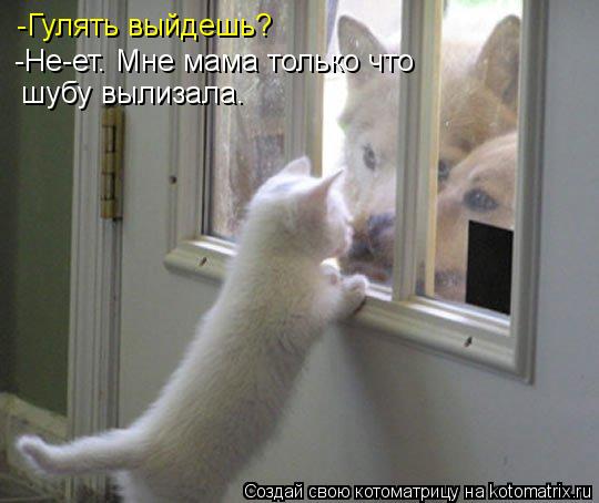 -Гулять выйдешь? -Не-ет. Мне мама только что шубу вылизала.... Котоматрица: -Гулять выйдешь? -Не-ет. Мне мама только что шубу вылизала.