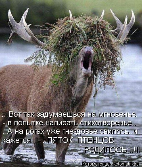 ...Вот так задумаешься на мгновенье... - в попытке написать стихотворенье.. ..А на рогах уже гнездовь... Котоматрица: ...Вот так задумаешься на мгновенье... - в попытке написать стихотворенье.. ..А на рогах уже гнездовье свилось..и кажется , - ..ПЯТОК ПТЕНЦОВ РО