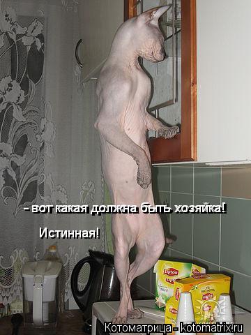 Котоматрица: - вот какая должна быть хозяйка! - вот какая должна быть хозяйка! Истинная! Истинная!