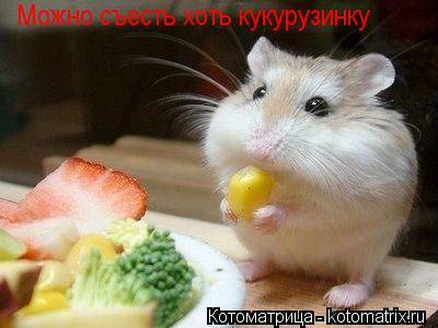 Котоматрица: Можно съесть хоть кукурузинку