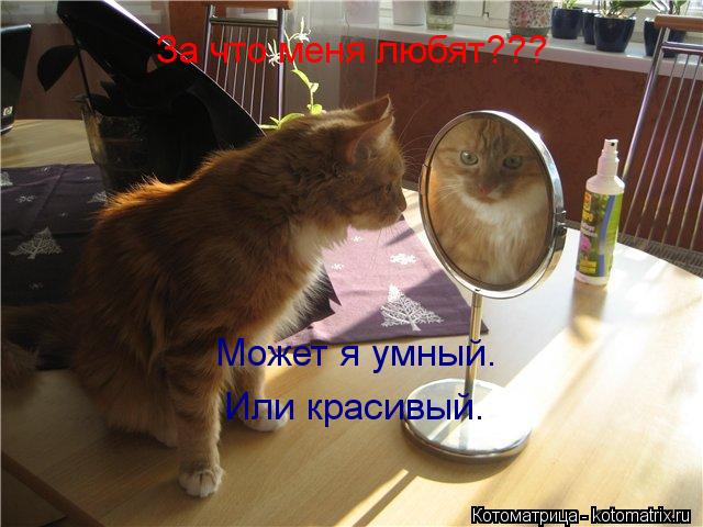 За что меня любят??? Может я умный. Или красивый.... Котоматрица: За что меня любят??? Может я умный. Или красивый.