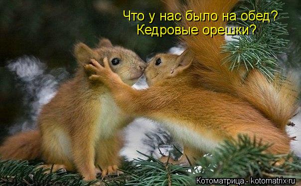 Котоматрица: Что у нас было на обед? Кедровые орешки?