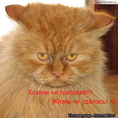 Котоматрица: Хозяин не покормил? Жизнь не удалась! =(
