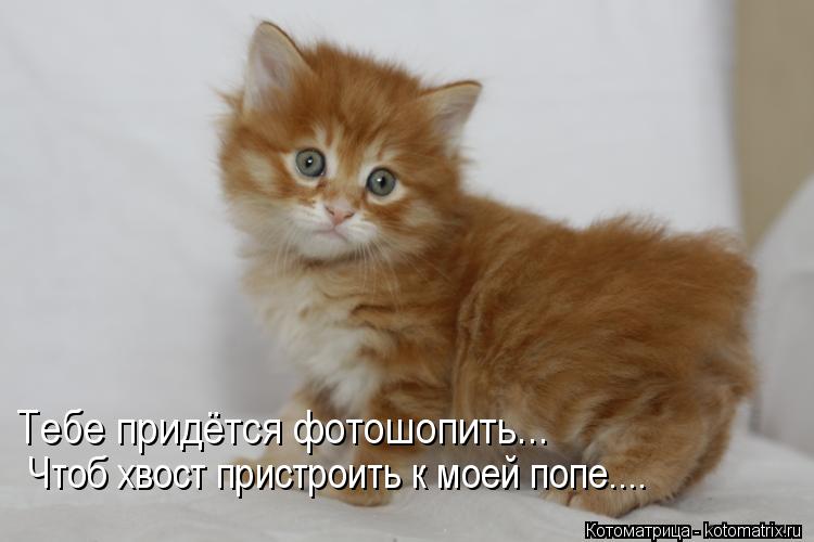 Тебе придётся фотошопить... Чтоб хвост пристроить к моей попе....... Котоматрица: Тебе придётся фотошопить... Чтоб хвост пристроить к моей попе....