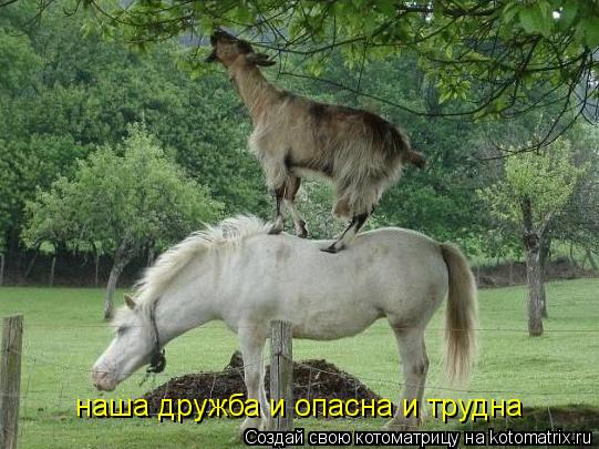 Котоматрица: наша дружба и опасна и трудна