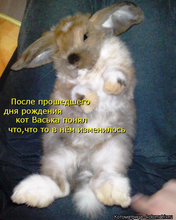 Котоматрица: После прошедшего дня рождения  что,что то в нём изменилось кот Васька понял