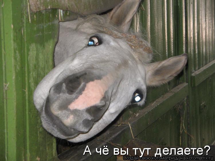 Котоматрица: А чё вы тут делаете А чё вы тут делаете?