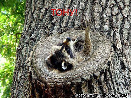 ТОНУ!... Котоматрица: ТОНУ!