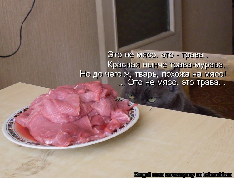 Это не мясо, это - трава... Красная нынче трава-мурава, Но до чего ж, тварь, похожа на мясо! ... Это ... Котоматрица: Это не мясо, это - трава... Красная нынче трава-мурава, Но до чего ж, тварь, похожа на мясо! ... Это не мясо, это трава...