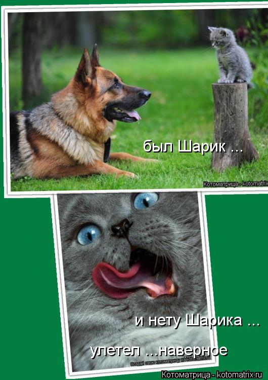 Котоматрица: был Шарик ... и нету Шарика ... улетел ...наверное