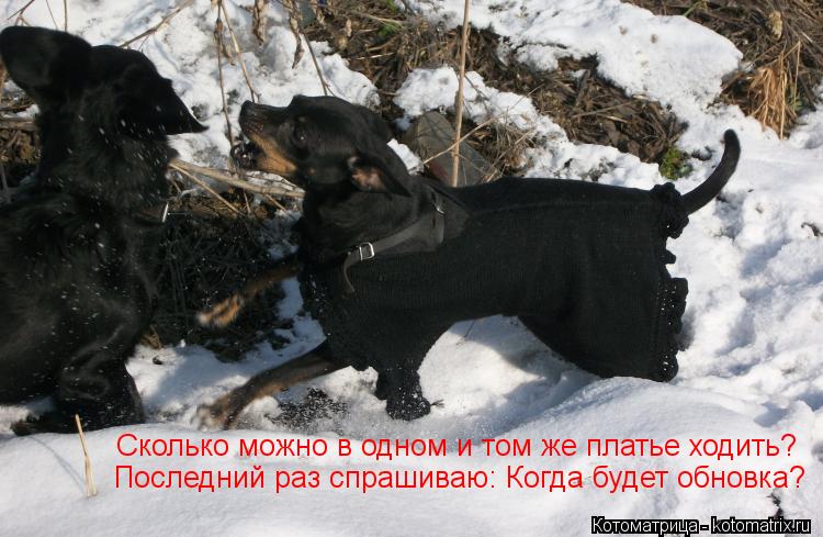 Котоматрица: Сколько можно в одном и том же платье ходить? Последний раз спрашиваю: Когда будет обновка?