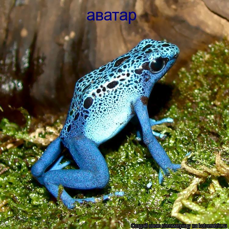 Котоматрица: аватар