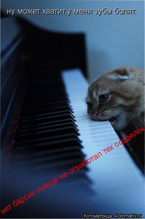 Котоматрица: ну может хватит,у меня зубы болят.  нет барсик тыещё не отработал тех сорделек