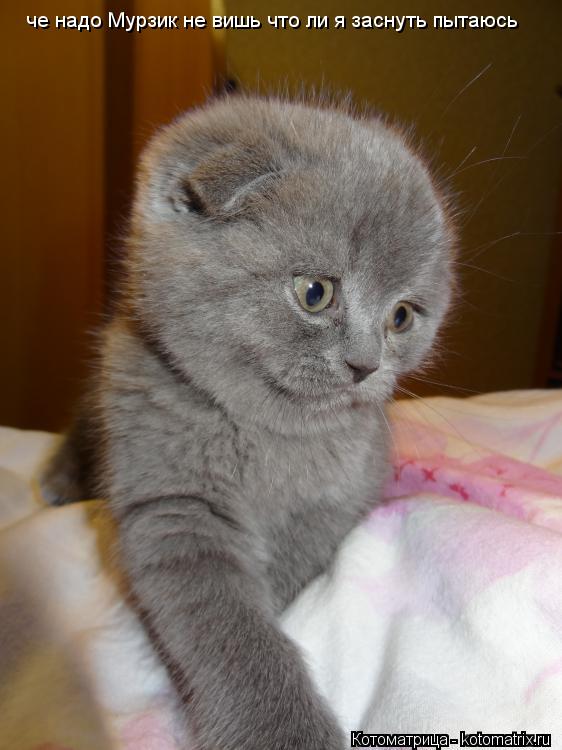 Котоматрица: че надо Мурзик не вишь что ли я заснуть пытаюсь че надо Мурзик не вишь что ли я заснуть пытаюсь че надо Мурзик не вишь что ли я заснуть пытаюс