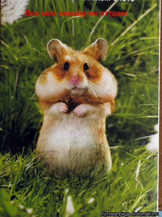 Котоматрица: Все мое никому не оттдам