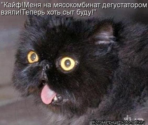 "Кайф!Меня на мясокомбинат дегустатором взяли!Теперь хоть сыт буду!"... Котоматрица: "Кайф!Меня на мясокомбинат дегустатором взяли!Теперь хоть сыт буду!"