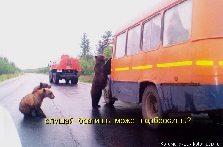 Котоматрица: слушай, братишь, может подбросишь?