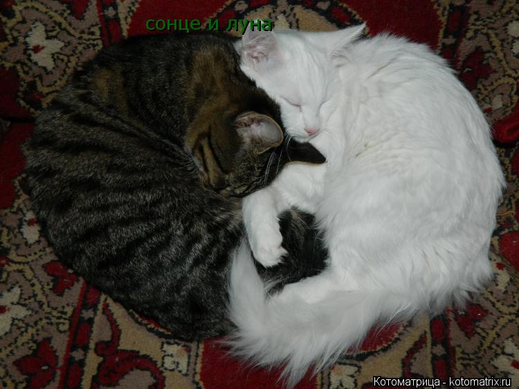 Котоматрица: сонце и луна