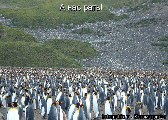 Котоматрица: А нас рать!