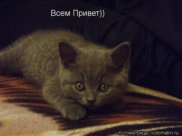 Котоматрица: Всем Привет))