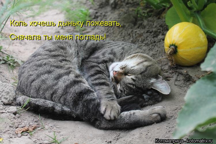 Коль хочешь дыньку пожевать, Сначала ты меня погладь!... Котоматрица: Коль хочешь дыньку пожевать, Сначала ты меня погладь!