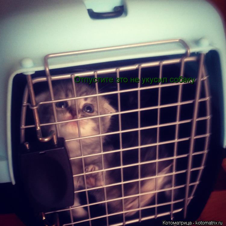 Котоматрица: Отпустите это не укусил собаку