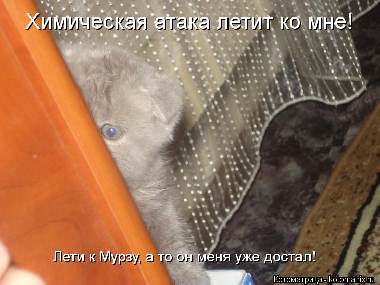 Котоматрица: Химическая атака летит ко мне! Лети к Мурзу, а то он меня уже достал!