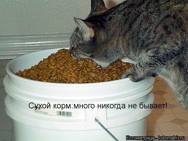 Сухой корм:много никогда не бывает!... Котоматрица: Сухой корм:много никогда не бывает!