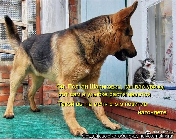 Котоматрица: Ой, Полкан Шарикович, как вас увижу, рот сам в улыбке растягивается. Такой вы на меня э-э-э позитив нагоняете.