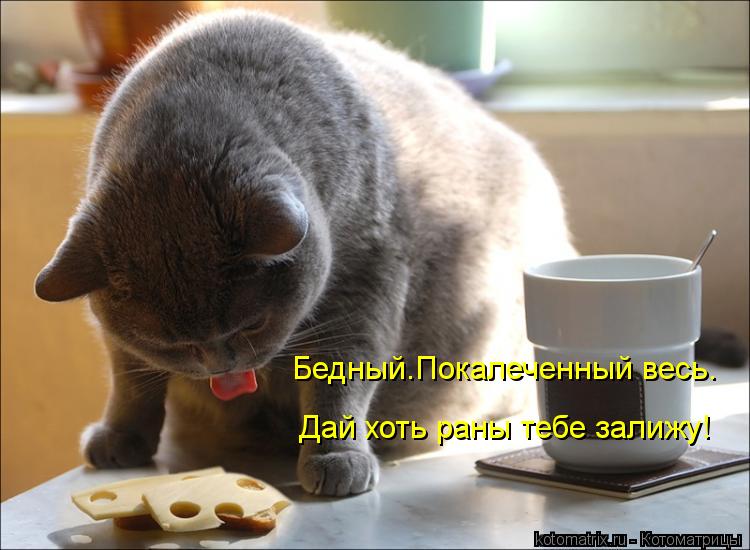 Бедный.Покалеченный весь. Дай хоть раны тебе залижу!... Котоматрица: Бедный.Покалеченный весь. Дай хоть раны тебе залижу!