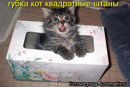 губка кот квадратные штаны... Котоматрица: губка кот квадратные штаны
