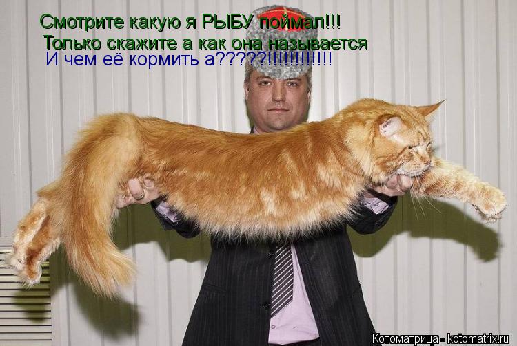 Котоматрица: Смотрите какую я РЫБУ поймал!!! Только скажите а как она называется И чем её кормить а?????!!!!!!!!!!!!