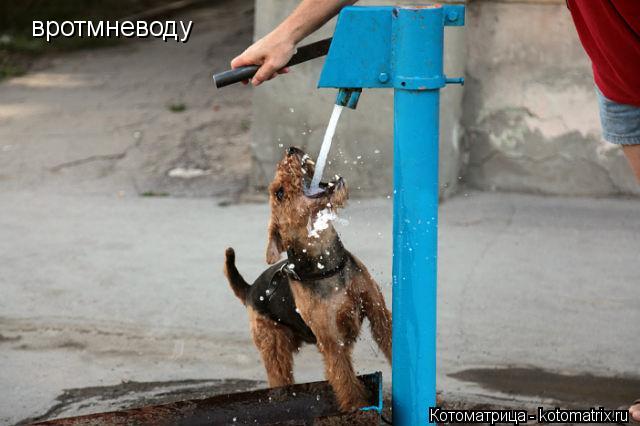 Котоматрица: вротмневоду
