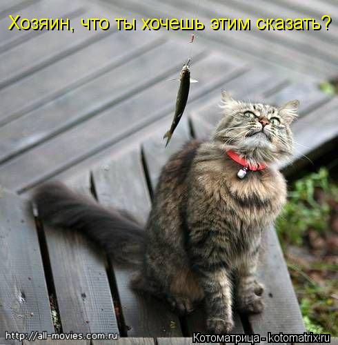 Котоматрица: Хозяин, что ты хочешь этим сказать?