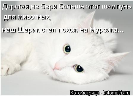 Котоматрица: Дорогая,не бери больше этот шампунь для животных, наш Шарик стал похож на Мурзика...