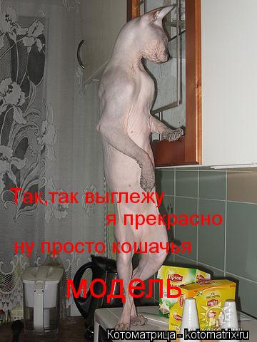 Котоматрица: Так,так выглежу  я прекрасно ну просто кошачья  модель