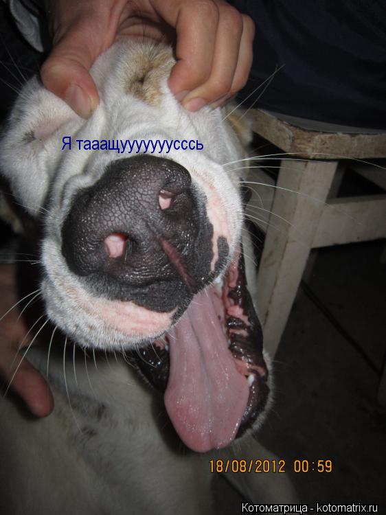 Я тааащууууууусссь... Котоматрица: Я тааащууууууусссь